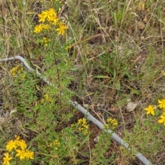 Hypericum perforatum at Watson, ACT - 2 Dec 2022 11:52 AM