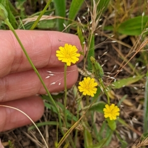 Hypochaeris glabra at Watson, ACT - 2 Dec 2022 11:47 AM