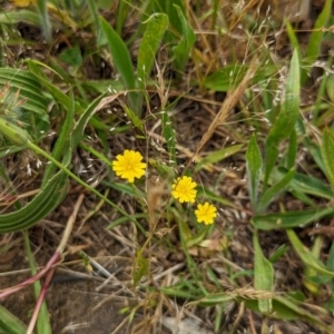 Hypochaeris glabra at Watson, ACT - 2 Dec 2022