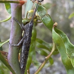 Coryphistes ruricola (Bark-mimicking Grasshopper) at Mount Jerrabomberra QP - 3 Dec 2022 by Steve_Bok