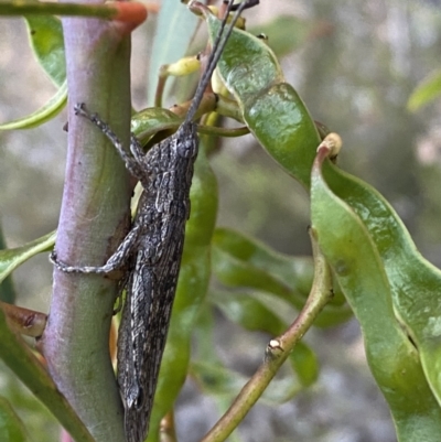 Coryphistes ruricola (Bark-mimicking Grasshopper) at QPRC LGA - 3 Dec 2022 by Steve_Bok