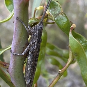 Coryphistes ruricola at Jerrabomberra, NSW - 3 Dec 2022