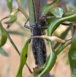 Coryphistes ruricola at Jerrabomberra, NSW - 3 Dec 2022