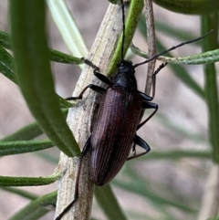 Homotrysis cisteloides (Darkling beetle) at Mount Jerrabomberra  - 3 Dec 2022 by Steve_Bok