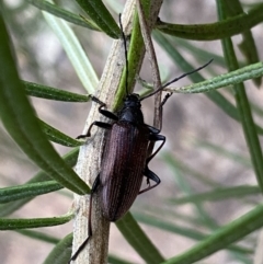 Homotrysis cisteloides at Jerrabomberra, NSW - 3 Dec 2022 07:20 PM