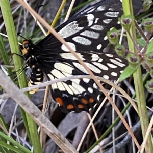 Papilio anactus at Jerrabomberra, NSW - 3 Dec 2022 07:14 PM