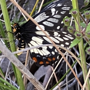 Papilio anactus (TBC) at suppressed by Steve_Bok