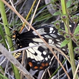 Papilio anactus at Jerrabomberra, NSW - 3 Dec 2022