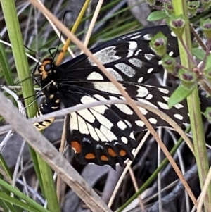 Papilio anactus at Jerrabomberra, NSW - 3 Dec 2022 07:14 PM