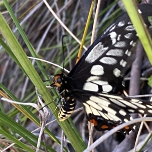 Papilio anactus at Jerrabomberra, NSW - 3 Dec 2022 07:14 PM