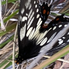 Papilio anactus at Jerrabomberra, NSW - 3 Dec 2022 07:14 PM