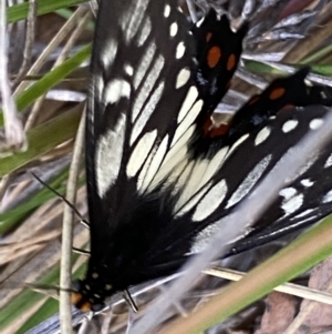 Papilio anactus at Jerrabomberra, NSW - 3 Dec 2022 07:14 PM