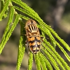 Eristalinus punctulatus (Golden Native Drone Fly) at Mount Jerrabomberra - 3 Dec 2022 by Steve_Bok