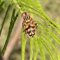 Eristalinus punctulatus at Jerrabomberra, NSW - 3 Dec 2022