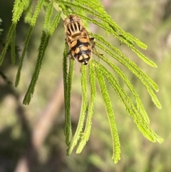 Eristalinus punctulatus at Jerrabomberra, NSW - 3 Dec 2022 06:37 PM