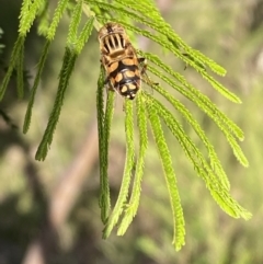 Eristalinus punctulatus at Jerrabomberra, NSW - 3 Dec 2022