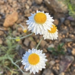 Leucochrysum albicans subsp. tricolor (Hoary Sunray) at Jerrabomberra, NSW - 3 Dec 2022 by Steve_Bok