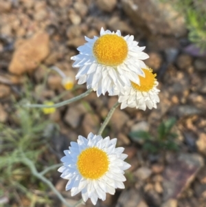 Leucochrysum albicans subsp. tricolor (TBC) at suppressed by Steve_Bok