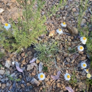 Leucochrysum albicans subsp. tricolor at Jerrabomberra, NSW - 3 Dec 2022