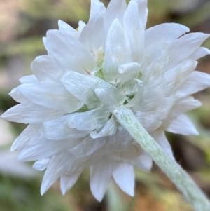Leucochrysum albicans subsp. tricolor at Jerrabomberra, NSW - 3 Dec 2022