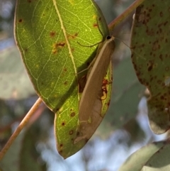 Palaeosia undescribed species at Jerrabomberra, NSW - 3 Dec 2022 by Steve_Bok