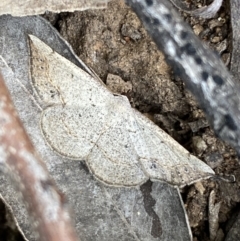 Unidentified Geometer moth (Geometridae) at Jerrabomberra, NSW - 3 Dec 2022 by Steve_Bok