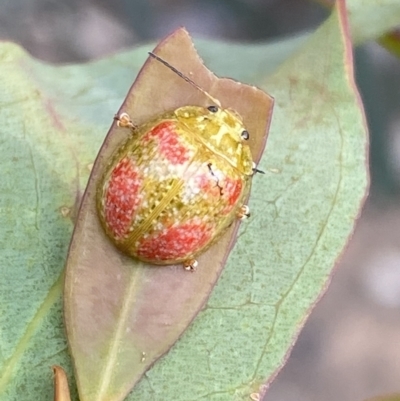 Paropsisterna fastidiosa (Eucalyptus leaf beetle) at QPRC LGA - 3 Dec 2022 by Steve_Bok