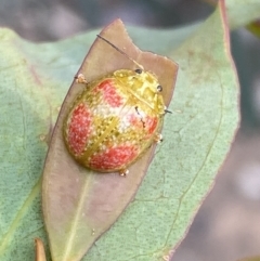 Paropsisterna fastidiosa (Eucalyptus leaf beetle) at Jerrabomberra, NSW - 3 Dec 2022 by Steve_Bok