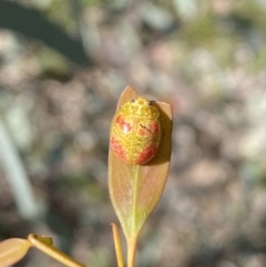 Paropsisterna fastidiosa at Jerrabomberra, NSW - 3 Dec 2022