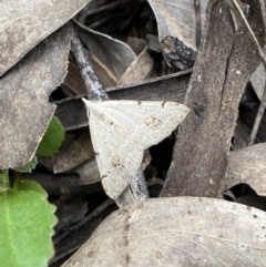 Dichromodes estigmaria (Pale Grey Heath Moth) at Jerrabomberra, NSW - 3 Dec 2022 by Steve_Bok