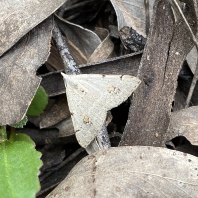 Dichromodes estigmaria (Pale Grey Heath Moth) at QPRC LGA - 3 Dec 2022 by Steve_Bok