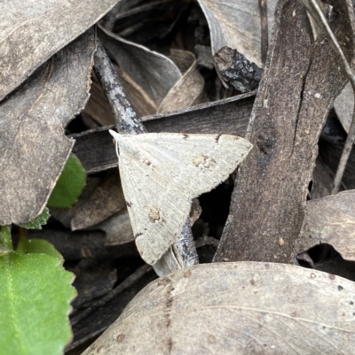 Dichromodes estigmaria (Pale Grey Heath Moth) at Mount Jerrabomberra - 3 Dec 2022 by Steve_Bok