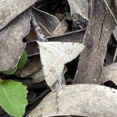 Dichromodes estigmaria at Jerrabomberra, NSW - 3 Dec 2022