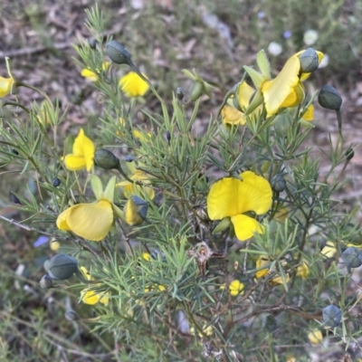 Gompholobium huegelii (Pale Wedge Pea) at Jerrabomberra, NSW - 3 Dec 2022 by Steve_Bok