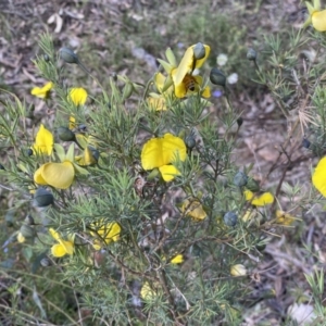 Gompholobium huegelii at Jerrabomberra, NSW - 3 Dec 2022 04:54 PM