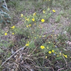 Gompholobium huegelii at Jerrabomberra, NSW - 3 Dec 2022