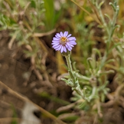 Vittadinia gracilis (New Holland Daisy) at Watson, ACT - 2 Dec 2022 by AniseStar