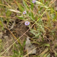 Vittadinia gracilis at Watson, ACT - 2 Dec 2022