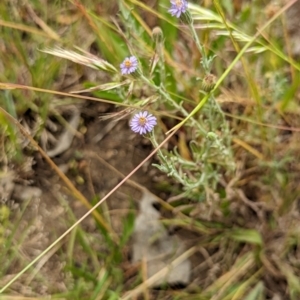 Vittadinia gracilis at Watson, ACT - 2 Dec 2022 11:47 AM