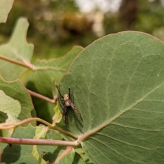 Unverified Spider (Araneae) at Watson, ACT - 2 Dec 2022 by AniseStar