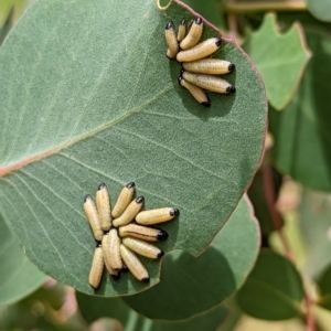 Paropsisterna cloelia at Watson, ACT - 2 Dec 2022