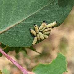 Paropsisterna cloelia at Watson, ACT - 2 Dec 2022