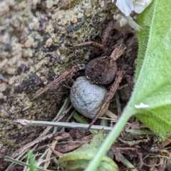 Lycosidae (family) (Wolf spider) at Watson, ACT - 19 Nov 2022 by AniseStar