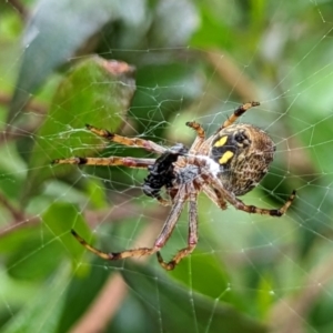 Hortophora sp. (genus) at Watson, ACT - 5 Nov 2022