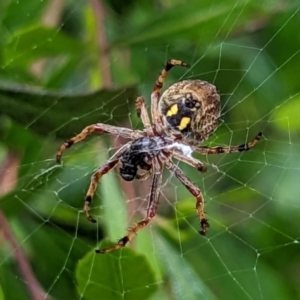 Hortophora sp. (genus) at Watson, ACT - 5 Nov 2022