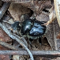 Onthophagus auritus (Dung beetle) at Watson Green Space - 5 Nov 2022 by AniseStar