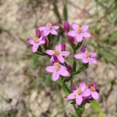 Centaurium erythraea (Common Centaury) at Mount Taylor - 3 Dec 2022 by MatthewFrawley