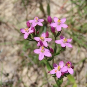 Centaurium erythraea at Kambah, ACT - 3 Dec 2022