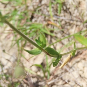 Centaurium erythraea at Kambah, ACT - 3 Dec 2022