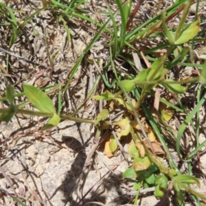 Centaurium erythraea at Kambah, ACT - 3 Dec 2022